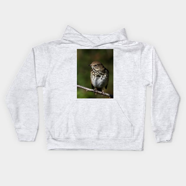 Hermit Thrush Kids Hoodie by Jim Cumming